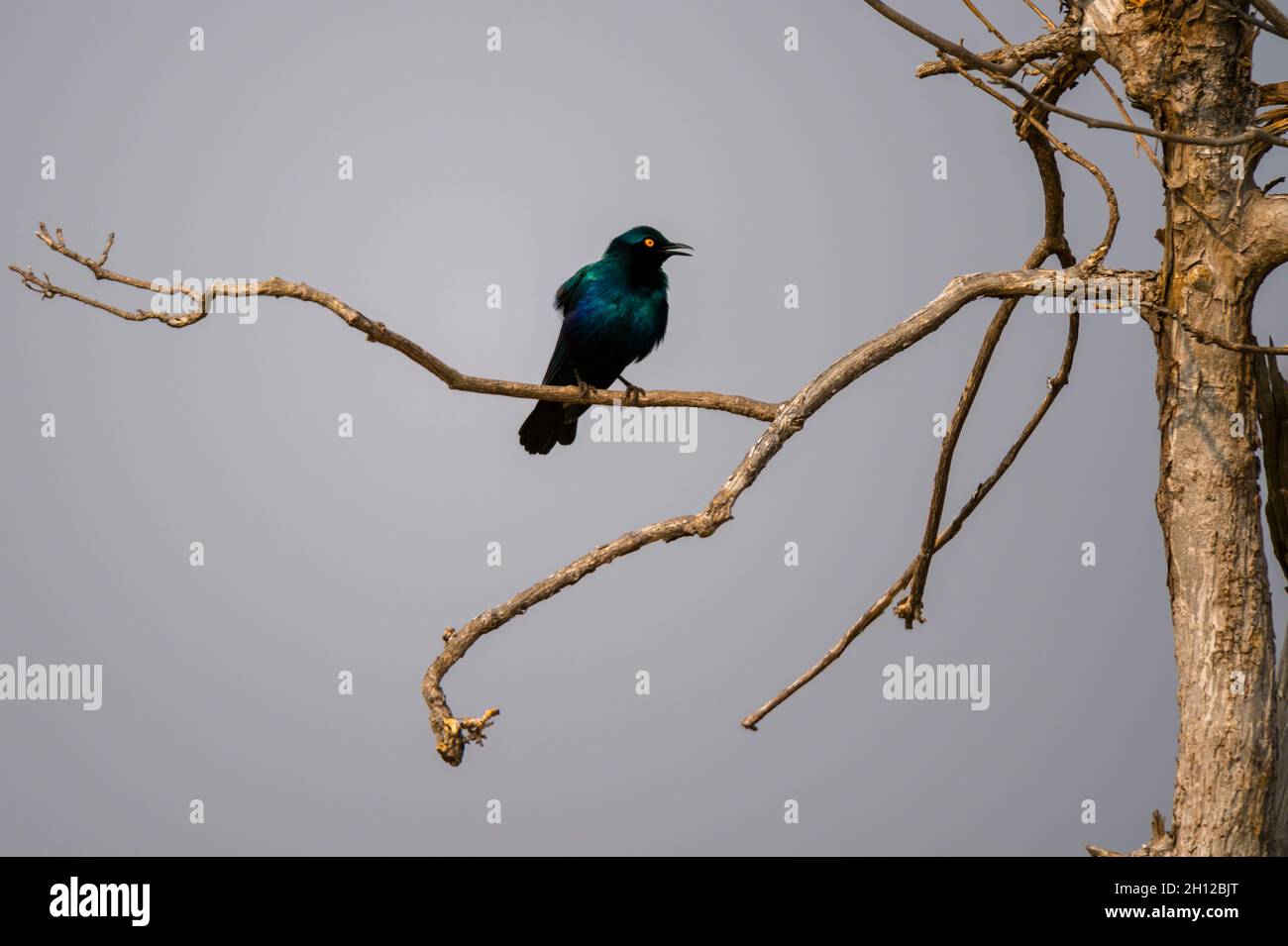 Ein Cape-Glanzstar, Lamprotornis niens, auf einem Ast. Chobe National Park, Botswana. Stockfoto