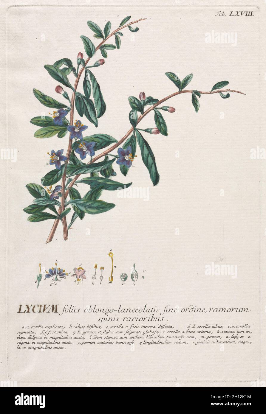 Plantae Selectae: Nr. 68 - Lycium. Georg Dionysius Ehret (Deutsch, 1708-1770), Christopher Jacob Trew (Deutsch). Gravur, handfarbig; Stockfoto
