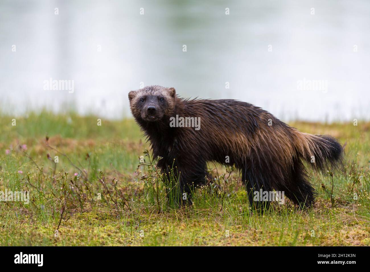 Porträt einer Vielfraß, Gulo gulo, Blick auf die Kamera. Kuhmo, Oulu, Finnland. Stockfoto