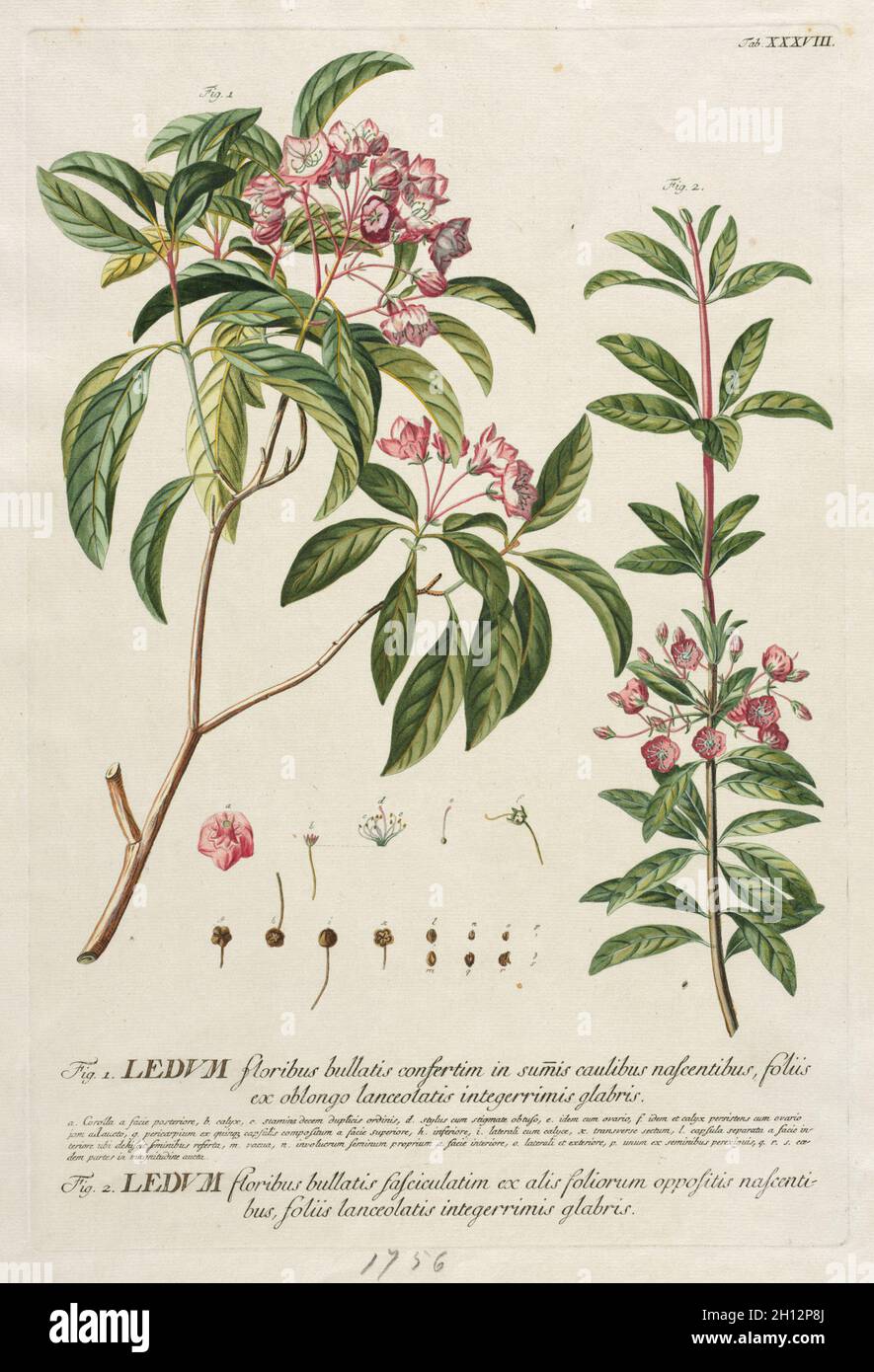 Plantae Selectae: Nr. 38. Georg Dionysius Ehret (Deutsch, 1708-1770), Christopher Jacob Trew (Deutsch). Gravur, handfarbig; Stockfoto