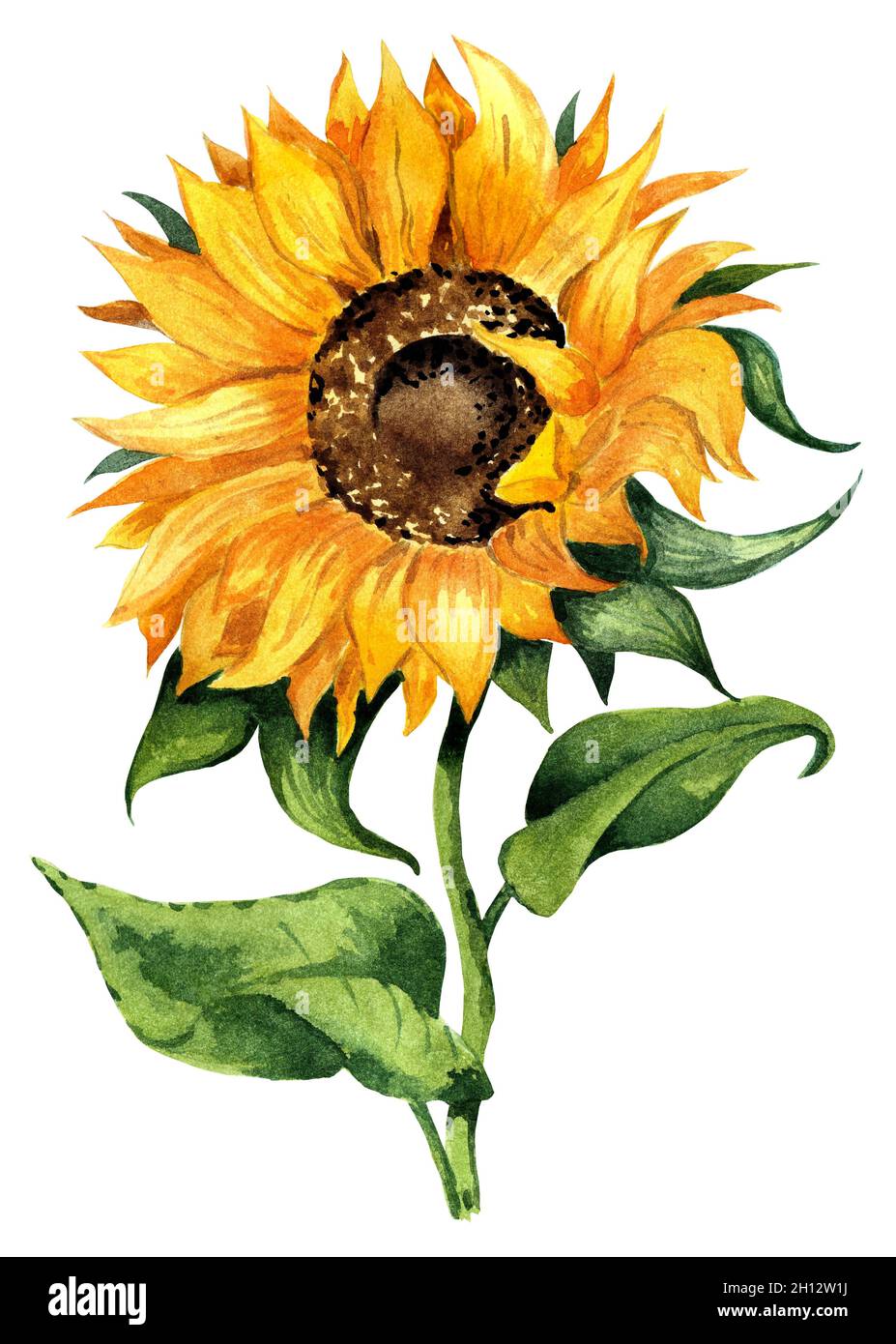 Gut Gemacht Sonnenblume Gelbe Blume Aquarelldarstellung Isoliert Auf Wei em Hintergrund Von 
