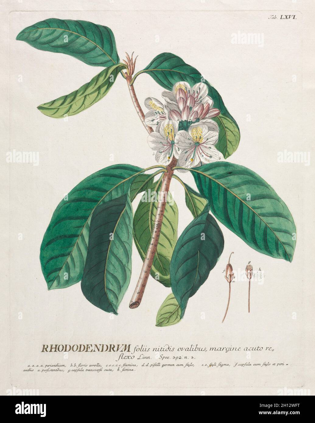 Plantae Selectae: No. 66 - Rhododendron. Georg Dionysius Ehret (Deutsch, 1708-1770), Christopher Jacob Trew (Deutsch). Gravur, handfarbig; Stockfoto