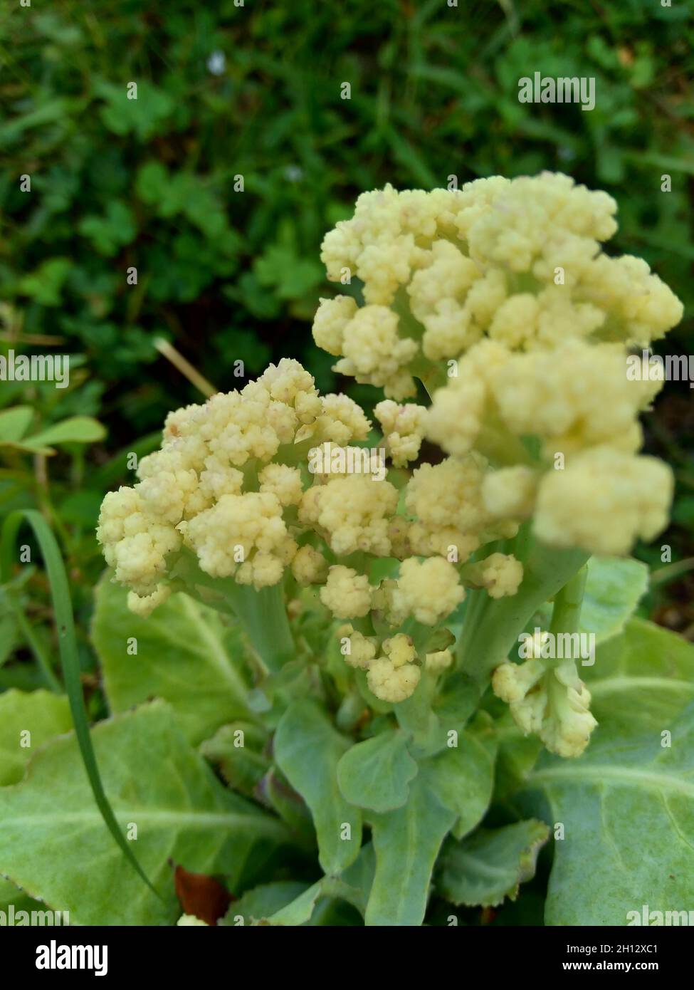 Blumenkohl mit einem natürlichen Hintergrund Stockfoto