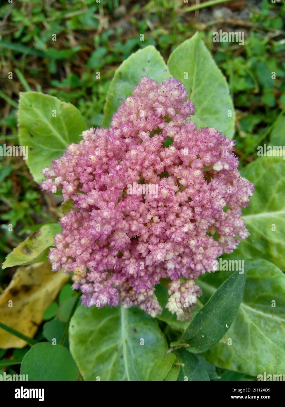 Blumenkohl mit einem natürlichen Hintergrund Stockfoto