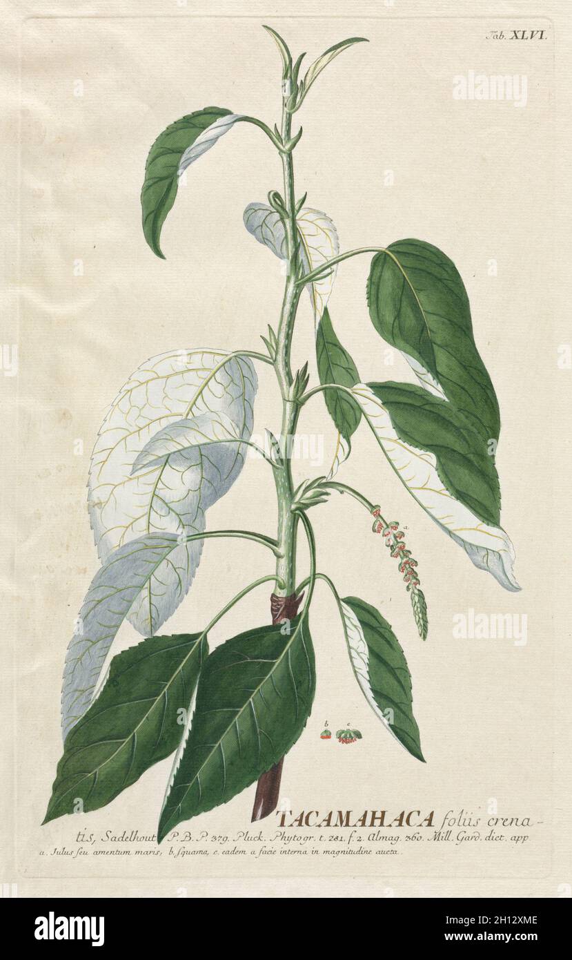 Plantae Selectae: No. 46 - Tacamahaca. Georg Dionysius Ehret (Deutsch, 1708-1770), Christopher Jacob Trew (Deutsch). Gravur, handfarbig; Stockfoto