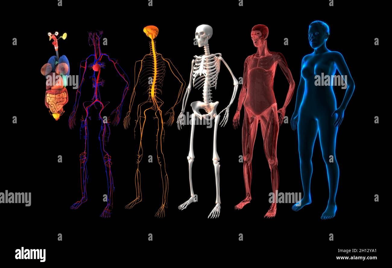 Menschliche Körpersysteme, Abbildung Stockfoto