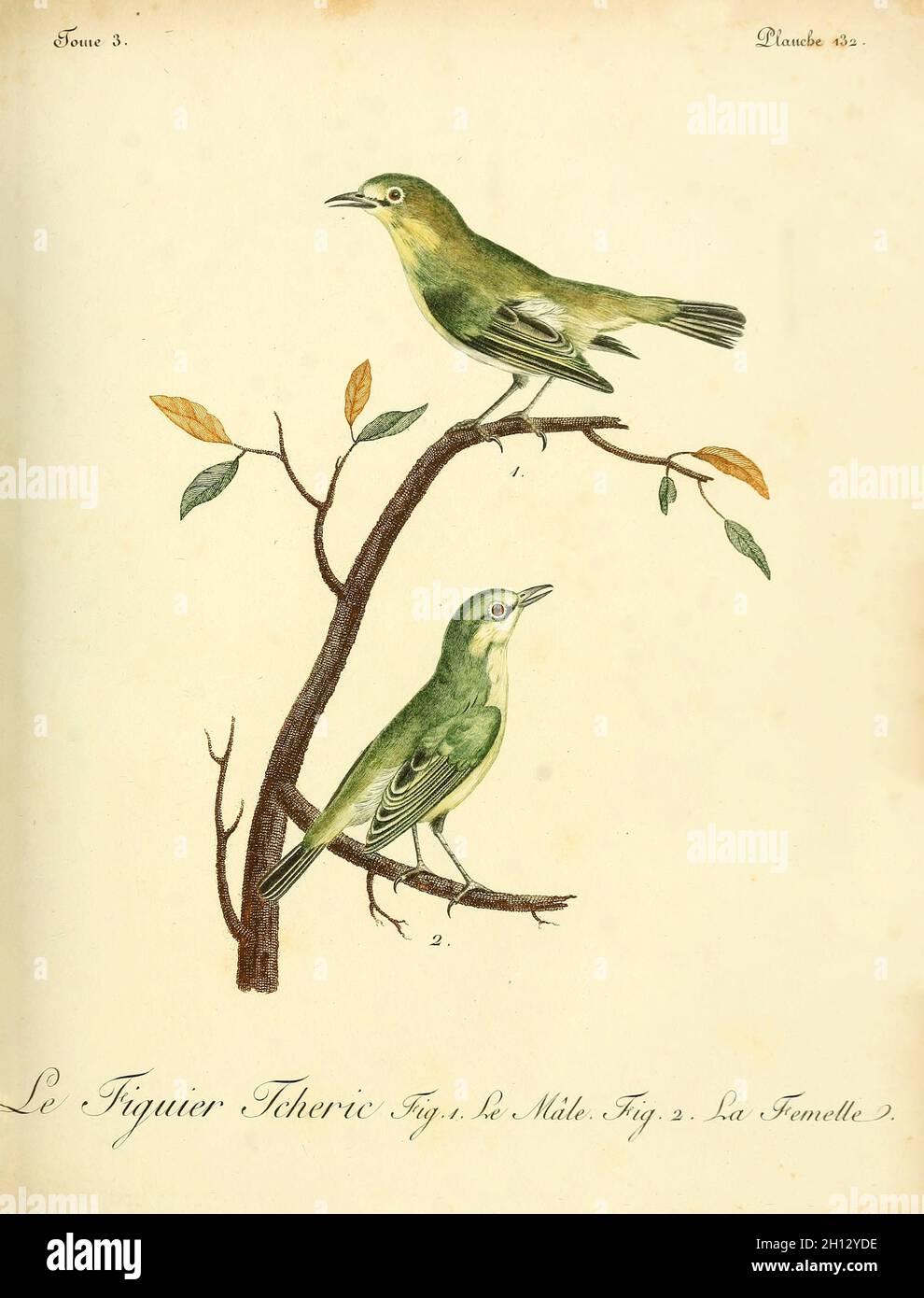 Figbird, Illustration aus dem 18. Jahrhundert Stockfoto