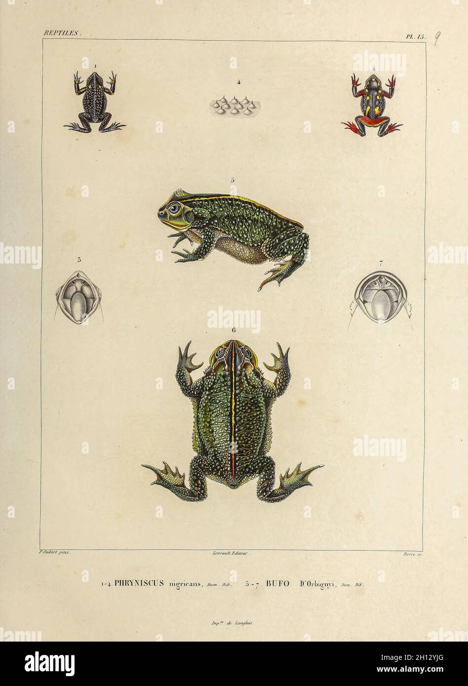 Kröten Südamerikas, Illustration aus dem 19. Jahrhundert Stockfoto