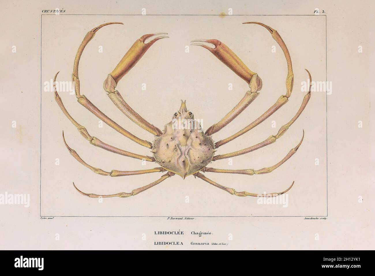 Krebstiere, Illustration aus dem 19. Jahrhundert Stockfoto
