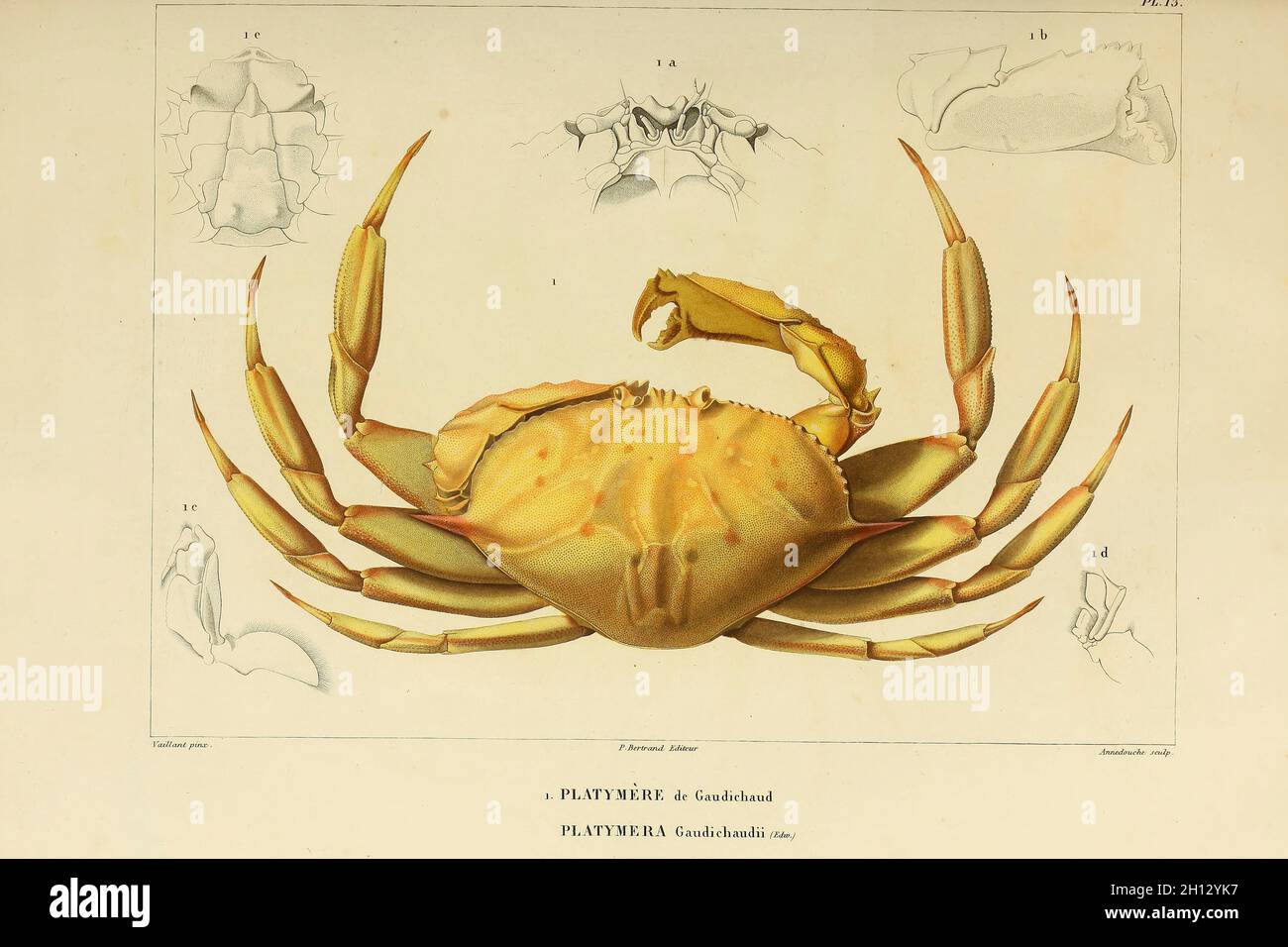 Platymera-Krabbe, Illustration aus dem 19. Jahrhundert Stockfoto
