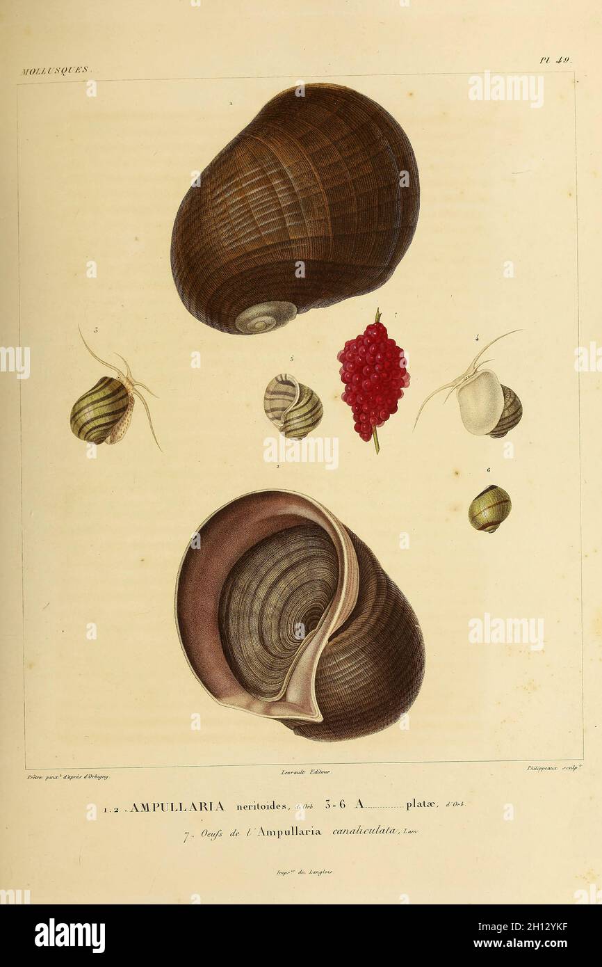 Süßwasser-Schnecke , 19. Jahrhundert Illustration Stockfoto
