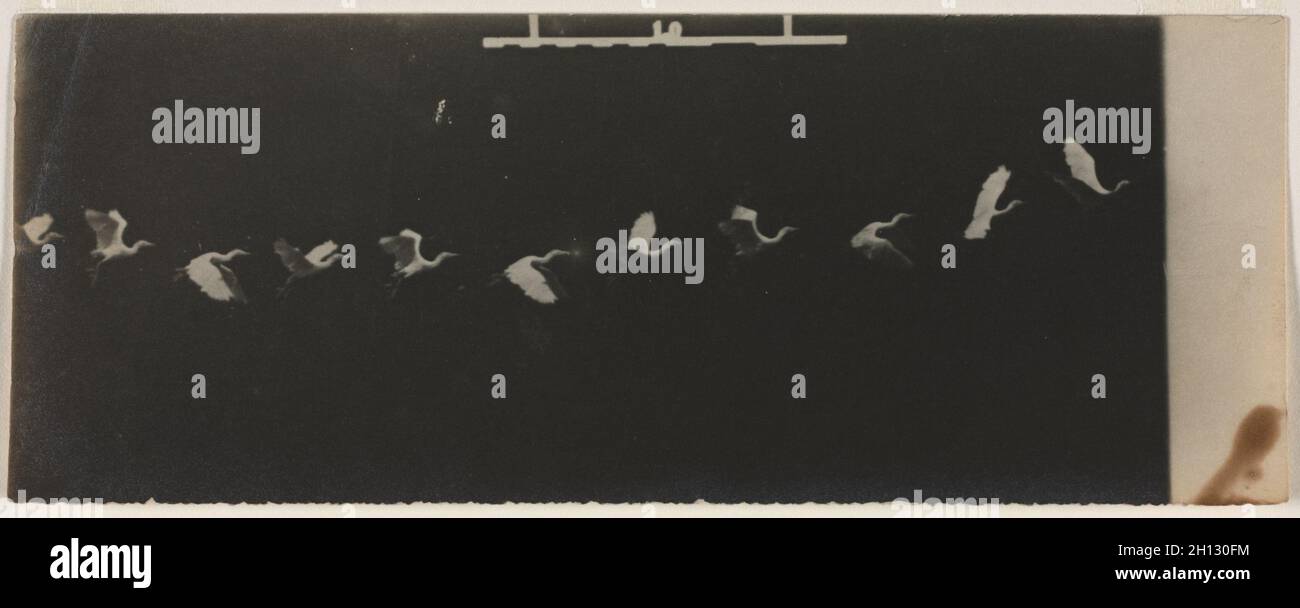 Chronophotograph eines fliegenden Reihers, c. 1883-87. Étienne-Jules Marey (Französisch, 1830-1904). Silbergelatine-Druck; Bild: 8.3 x 9.4 cm (3 1/4 x 3 11/16 Zoll); Papier: 8.3 x 21.4 cm (3 1/4 x 8 7/16 Zoll); mattiert: 35.6 x 45.7 cm (14 x 18 Zoll). Stockfoto