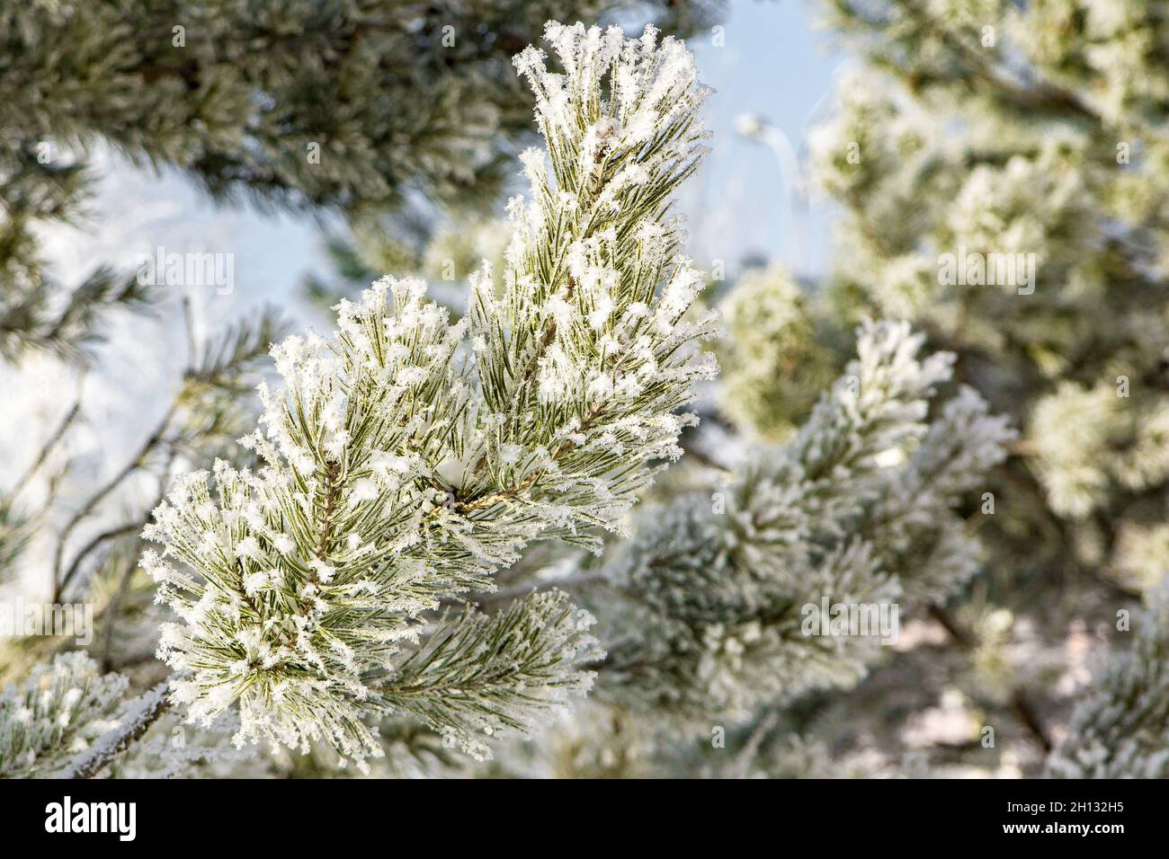 Körnige Struktur des Frosts, ein Kiefernzweig ist mit Frost durch starken Frost und hohe Luftfeuchtigkeit durch den Treibhauseffekt bedeckt, selektiver Fokus Stockfoto