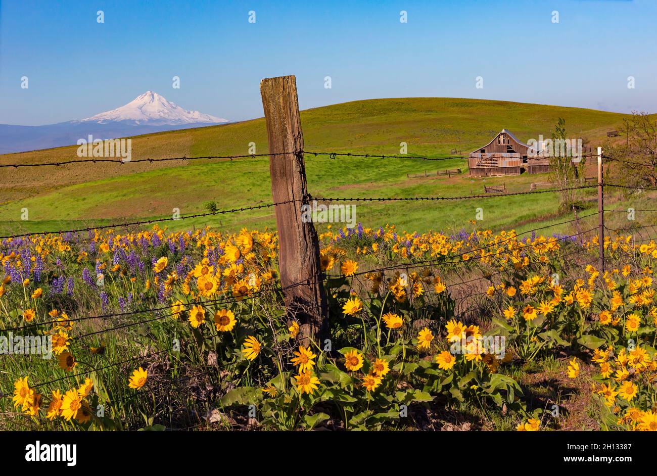 WA19655-00...WASHINGTON - Alte Scheunen und Fechten auf der Dalles Mountain Ranch, jetzt Teil des Columbia Hills State Park mit Mount Hood in der Ferne. Stockfoto