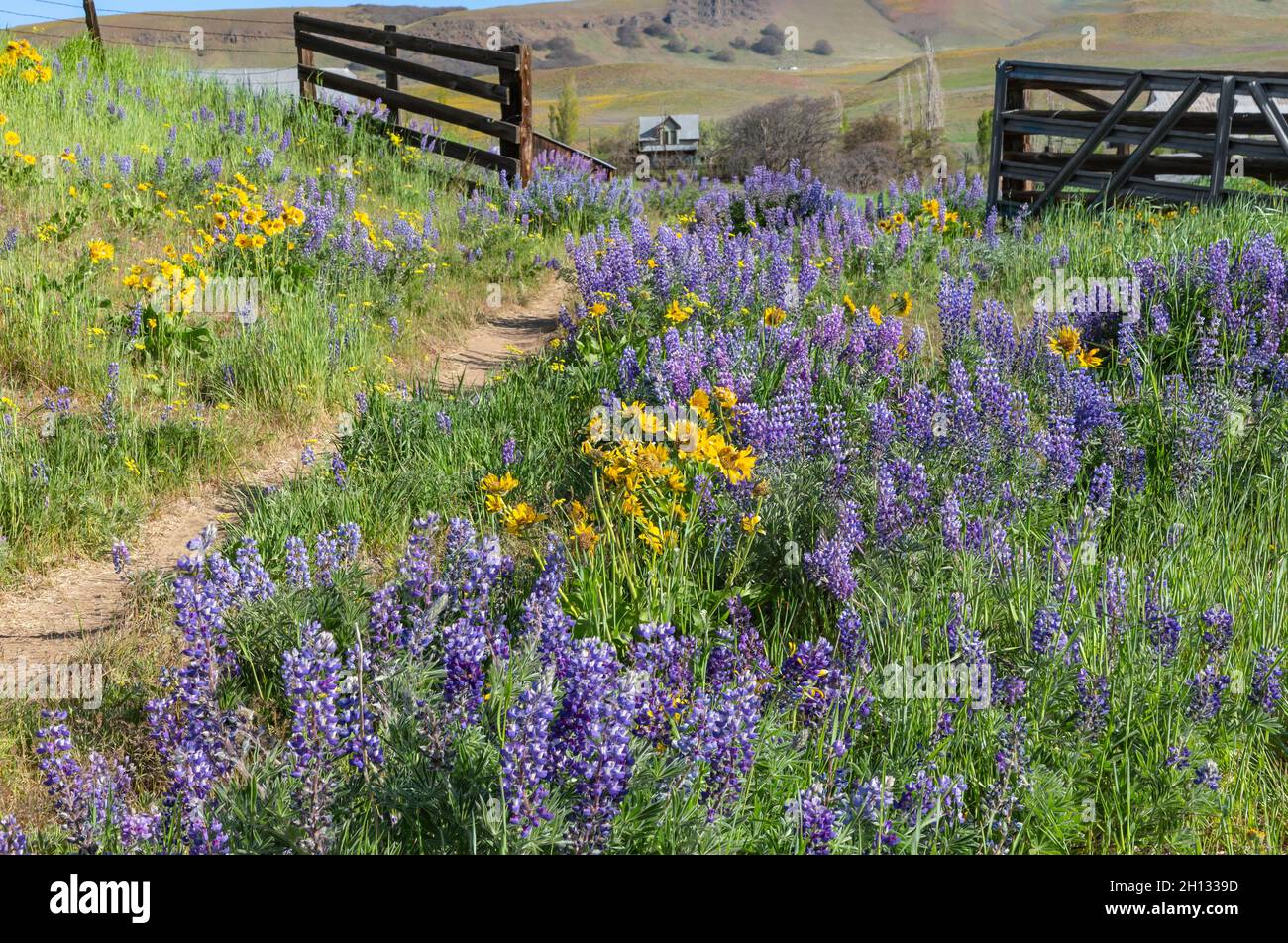 WA19660-00...WASHINGTON - Lupine und Balsamroot blühen auf einer offenen Wiese auf der historischen Dalles Mountain Ranch, Columbia Hills State Park. Stockfoto