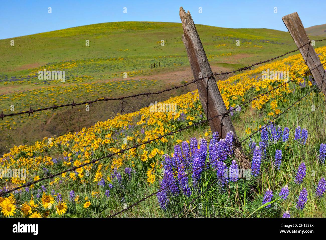WA19661-00...WASHINGTON - Balsamroot und Lupine blühen entlang einer alten Zaunlinie auf der Dalles Mountain Ranch; Columbia Hills State Park. Stockfoto