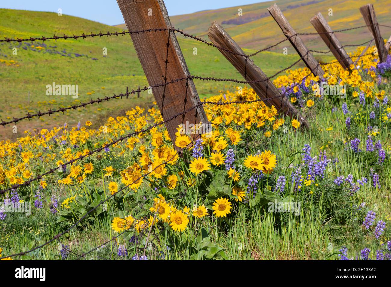 WA19662-00...WASHINGTON - Balsamroot und Lupine blühen entlang einer alten Zaunlinie auf der Dalles Mountain Ranch; Columbia Hills State Park. Stockfoto