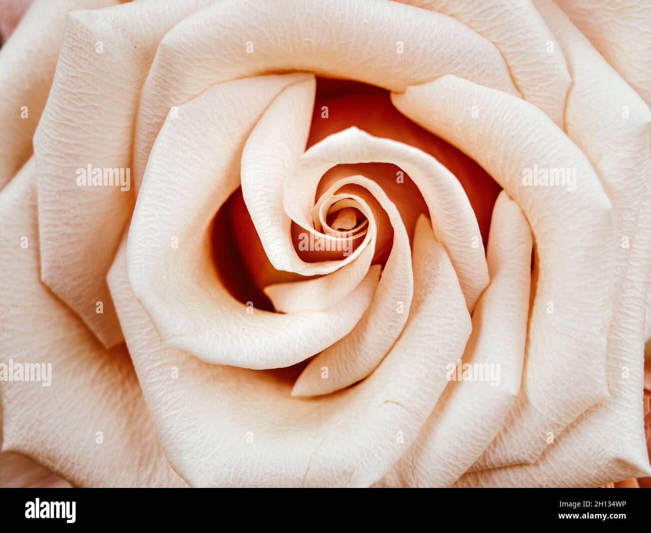 Makro von rosa weiße Rose Sidelit mit weichem Licht Stockfoto