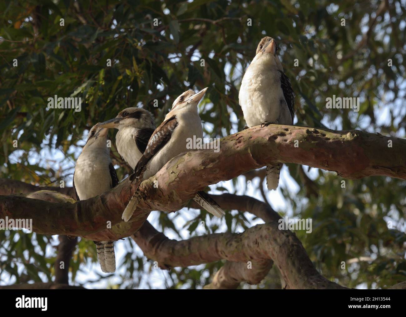 Eine Familie von vier lachenden Kookaburras (Dacelo novaeguineae) an einem Baum in NSW, Australien Stockfoto