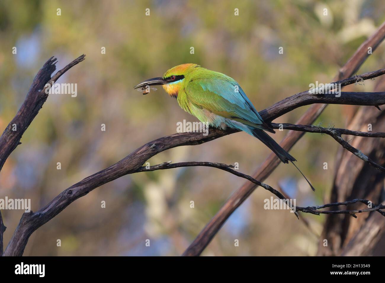 Rainbow Bee-Eater (Merops ornatus) beim Essen einer Biene, die sie gerade gefangen hat - ein leuchtend farbiger einheimischer australischer Vogel Stockfoto