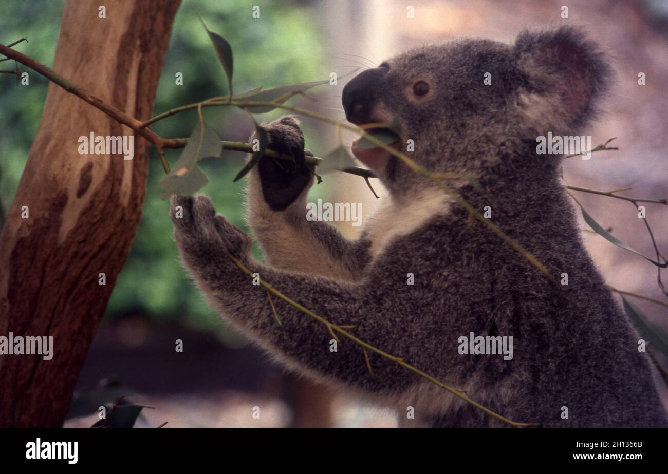 KOALA BEIM ESSEN VON KAUGUMMIBLÄTTERN, AUSTRALIEN. Stockfoto