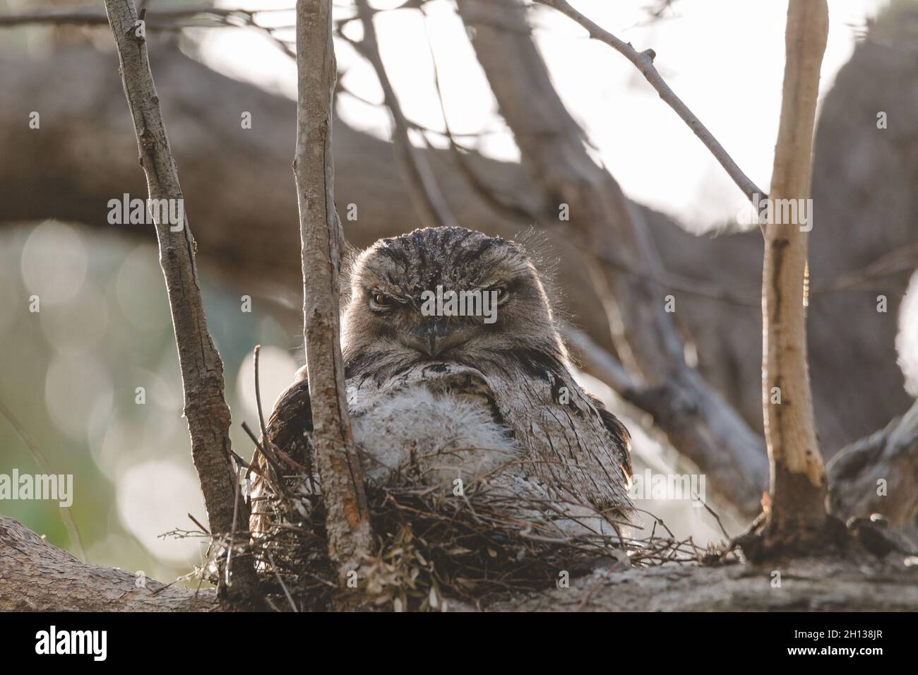 Ein Baby Tawny Frogmouth Küken eingebettet neben seinem Elternteil in einem Baumgabelnest. Stockfoto