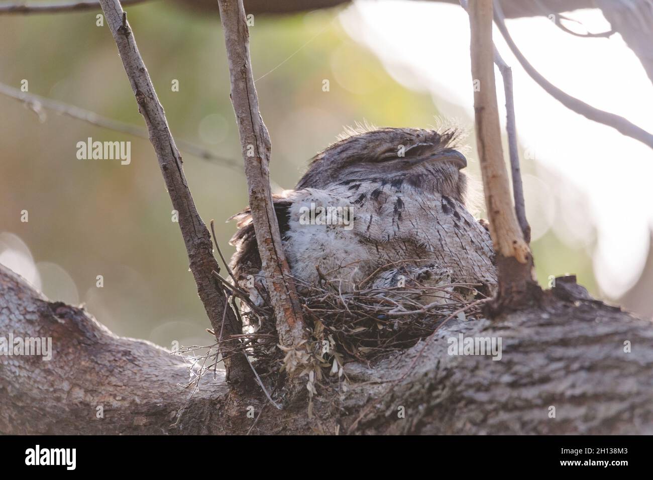 Ein Baby Tawny Frogmouth Küken eingebettet neben seinem Elternteil in einem Baumgabelnest. Stockfoto