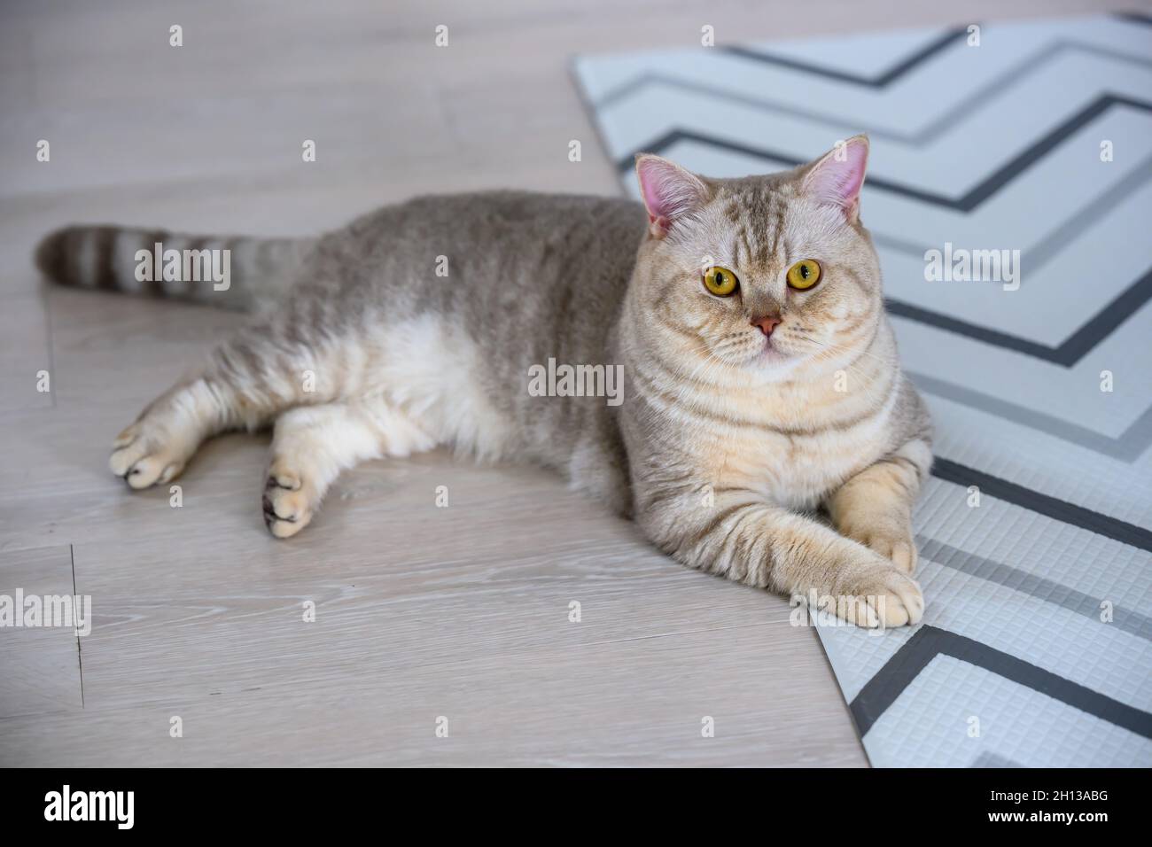 Junge tabby Katze legt sich bequem und entspannend auf dem Boden des Hauses, Blick von oben auf die British Short Hair. Silberschokolade hinlegen und lo Stockfoto