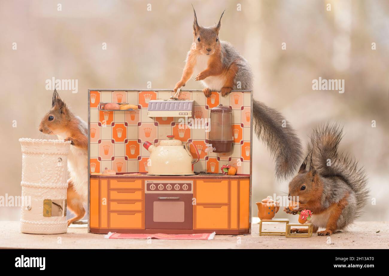 Rote Eichhörnchen stehen in einer Küche Stockfoto