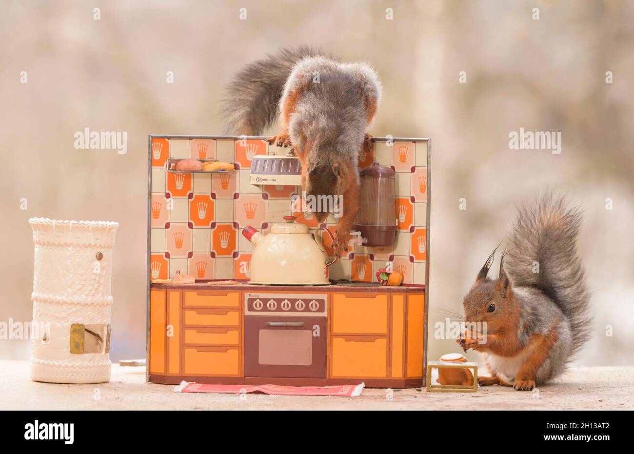 Rote Eichhörnchen stehen in einer Küche Stockfoto