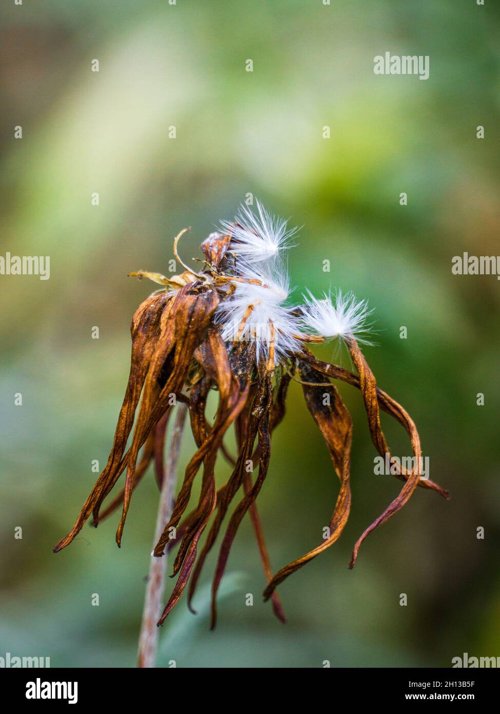 Eine vertrocknende gelbe Blume zeigt das Konzept des Sterbens oder des Todes. Stockfoto