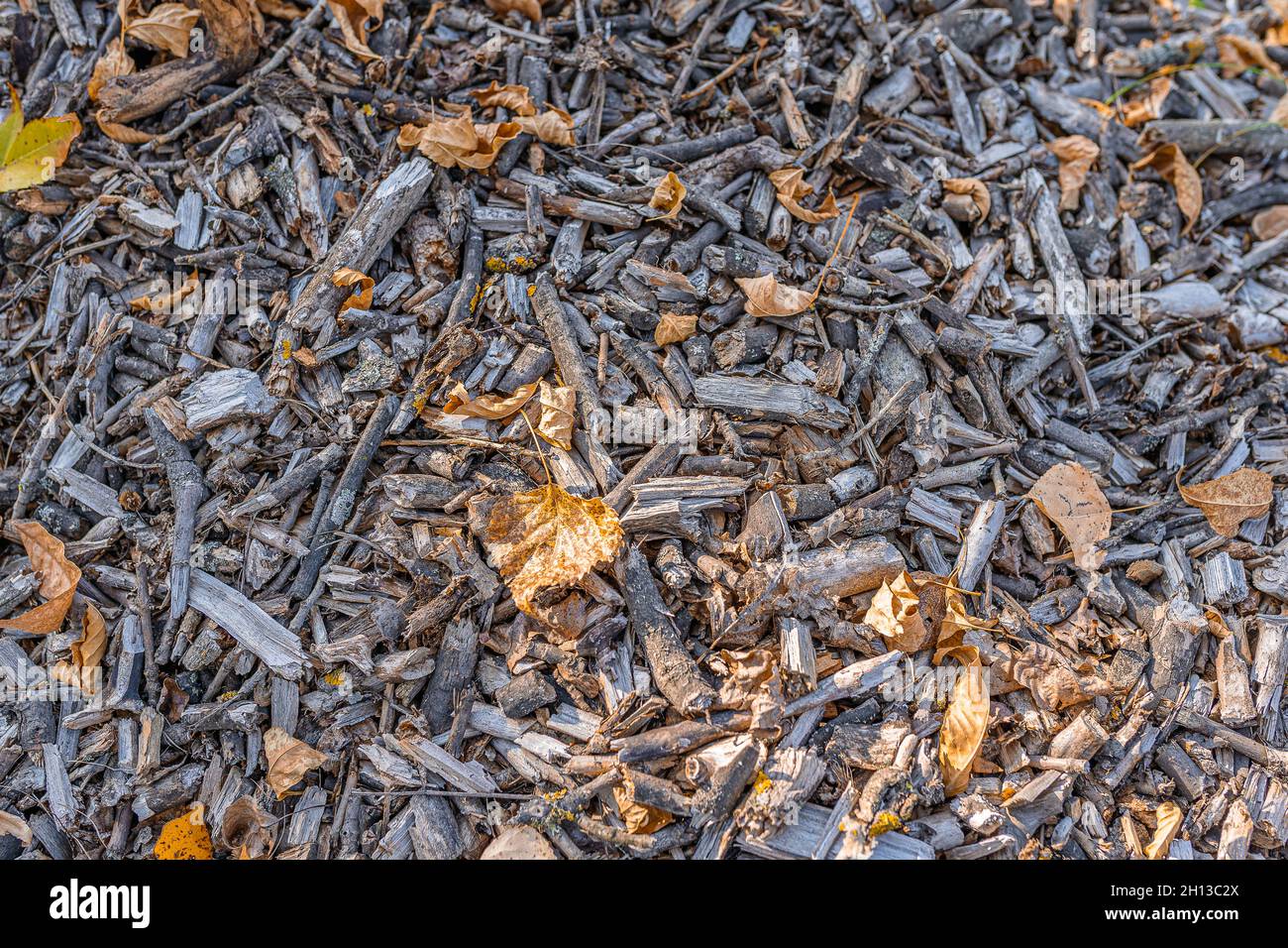 Holz verarbeitet zu Spänen für Mulchböden, um den Boden anzureichern. Holzhackschnitzel verstreut Hintergrund mit herbstlichen Blätter gefallen Stockfoto