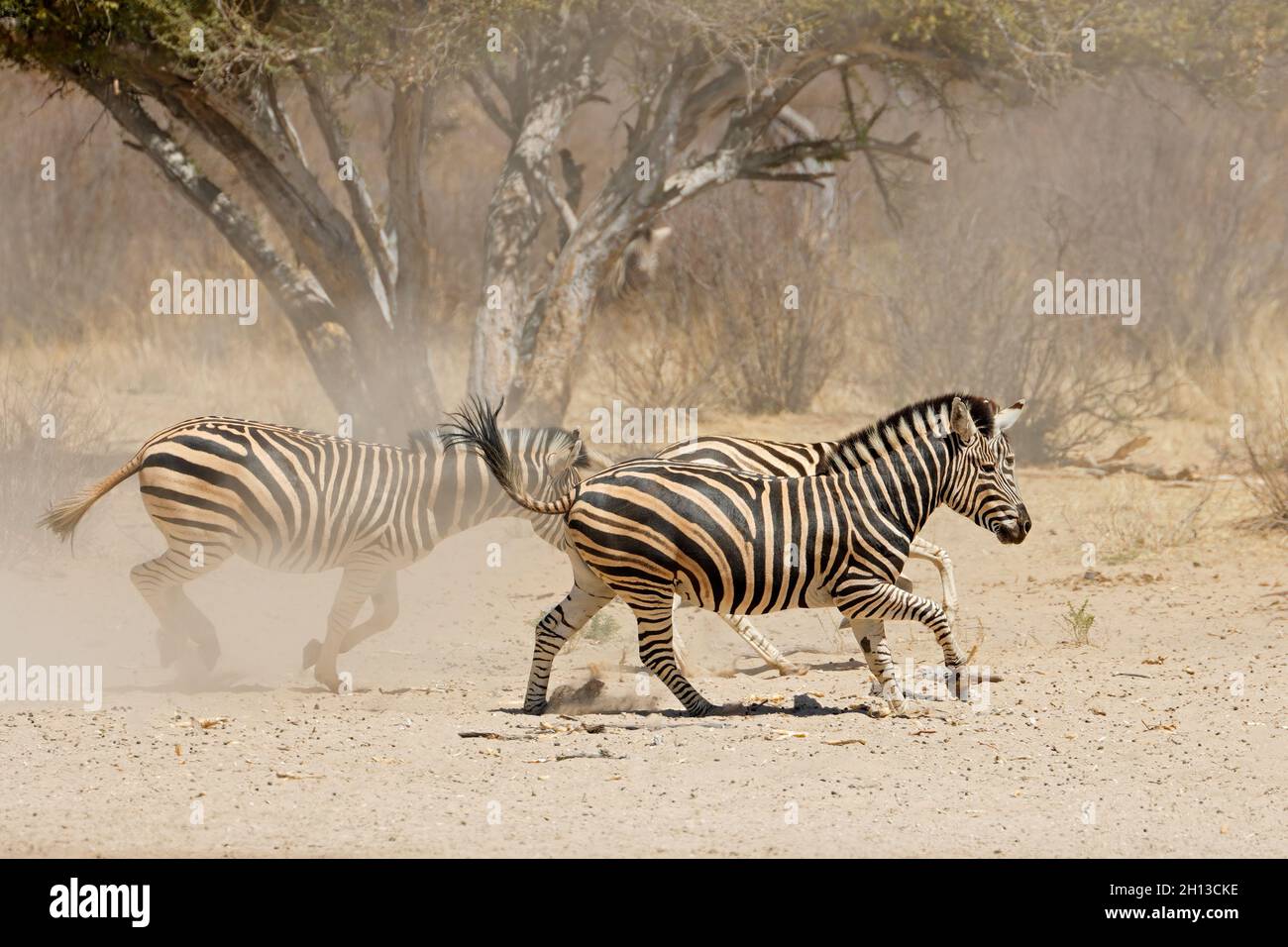 Alert Plains Zebras (Equus burchelli) laufen auf staubigen Ebenen, Südafrika Stockfoto