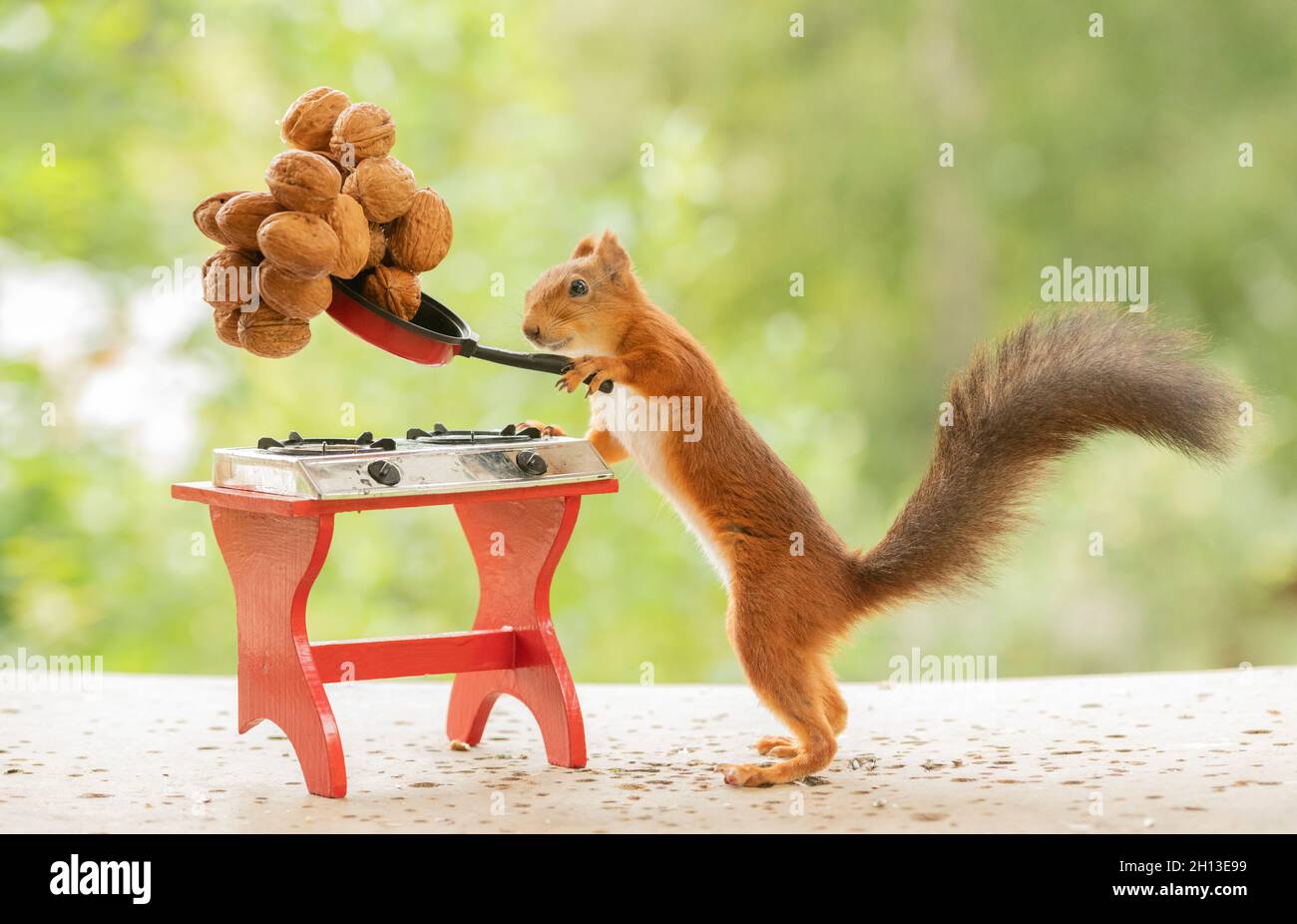 Rotes Eichhörnchen trägt eine Pfanne mit Nüssen Stockfoto