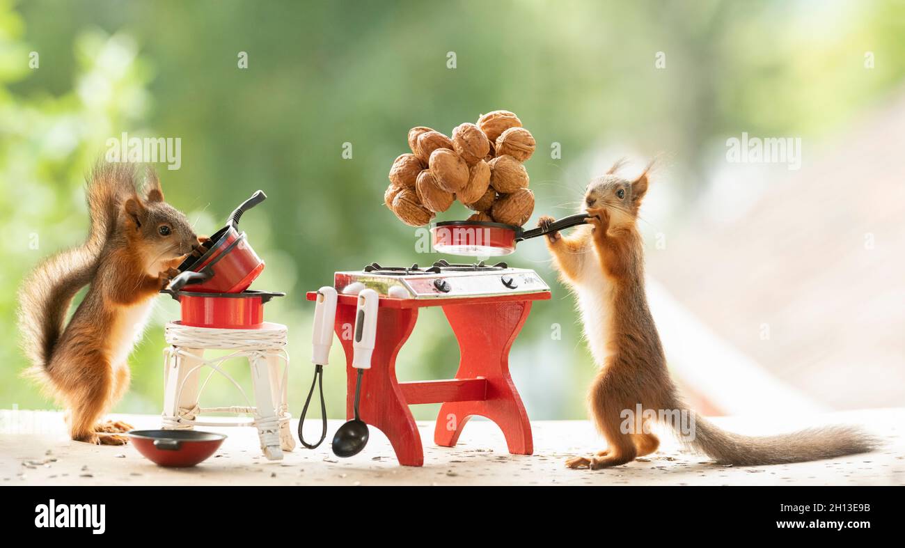 Junge rote Eichhörnchen tragen eine Pfanne mit Nüssen Stockfoto