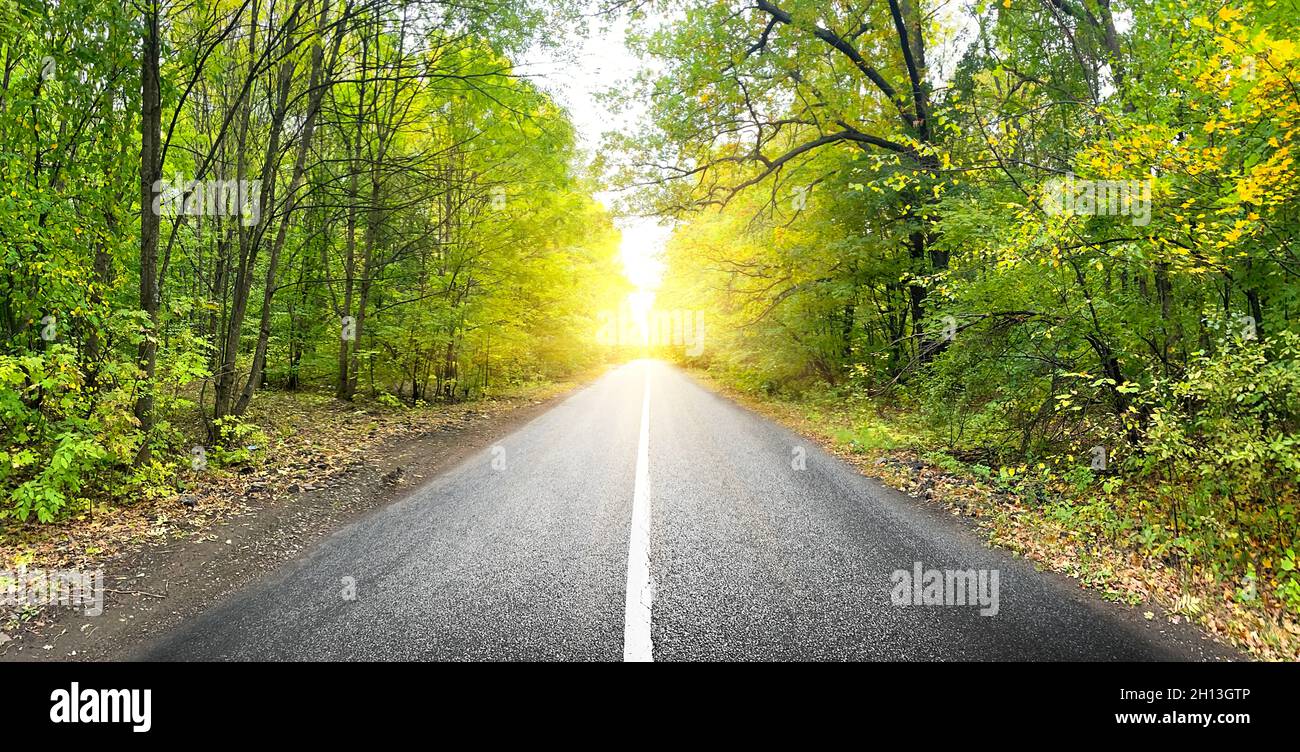 Asphaltstraße im Sommer grünen Wald Stockfoto