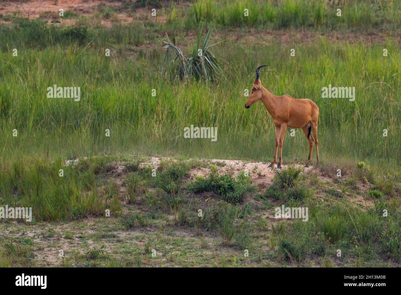 Jackson's Hartebeest - Alcelaphus buselaphus lelwel, große Antilope aus afrikanischen Savannen, Murchison Falls National Park, Uganda. Stockfoto