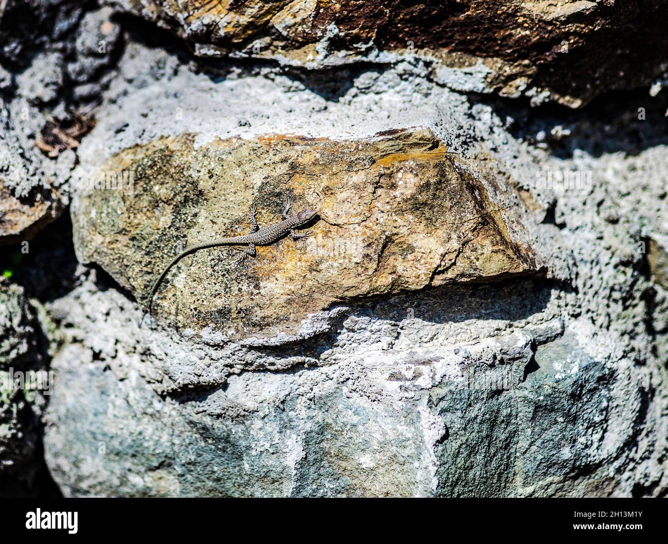Lettle Eidechse Reptil auf dem Stein an sonnigen Tag Stockfoto