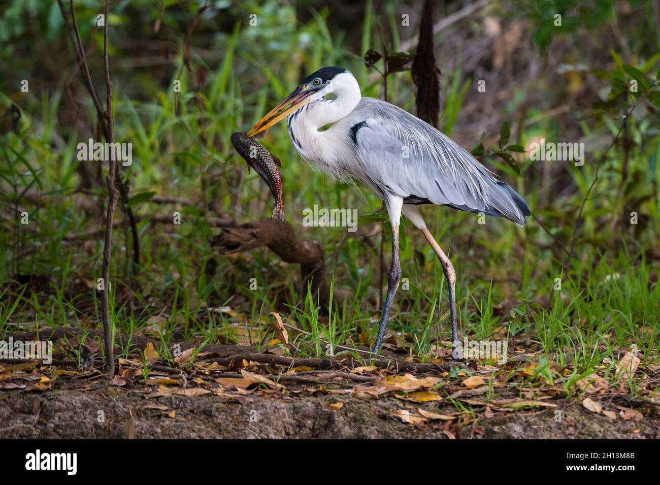 Ein Cocoi-Reiher, Ardea cocoi, der sich von einem Fisch ernährt. Mato Grosso Do Sul, Brasilien. Stockfoto