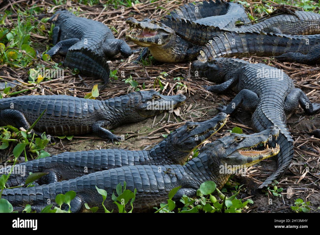 Yacare caimans, Caiman crocodylus yacare, am Ufer des Flusses Cuiaba. Mato Grosso Do Sul, Brasilien. Stockfoto