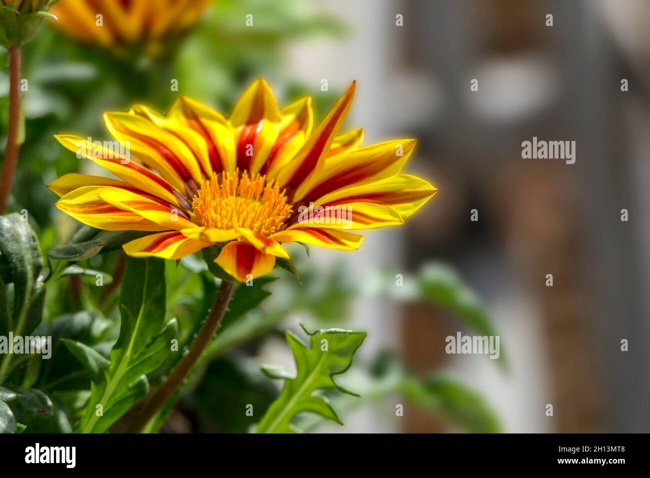 Blick auf Gazania Rigens Blume mit grünem Laub Nahaufnahme auf verschwommenem Hintergrund Stockfoto