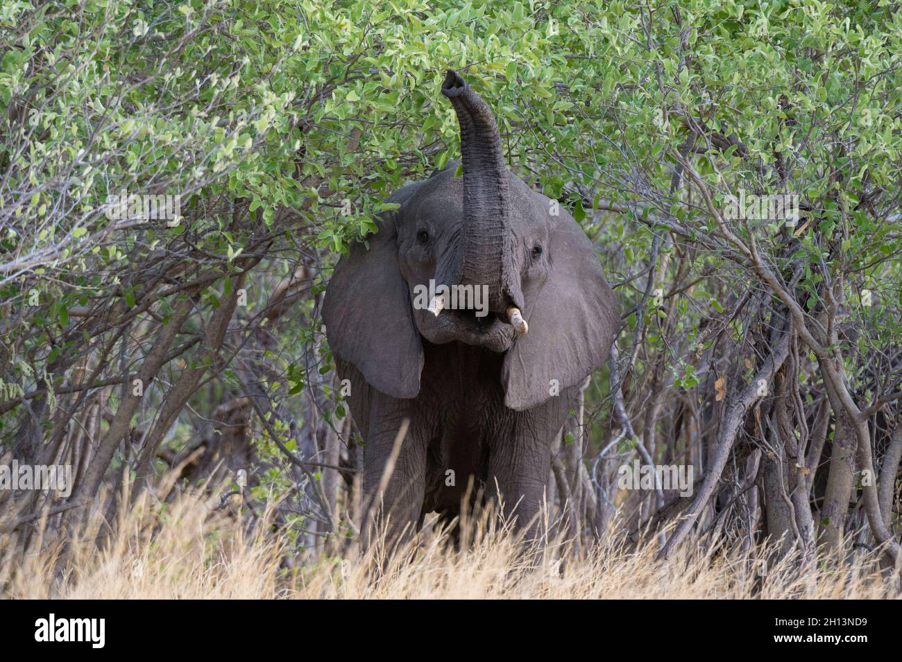 Ein afrikanischer Elefant, Loxodonta africana, dutzt die Luft in der Savuti-Sumpflandschaft des Chobe National Park. Botswana. Stockfoto