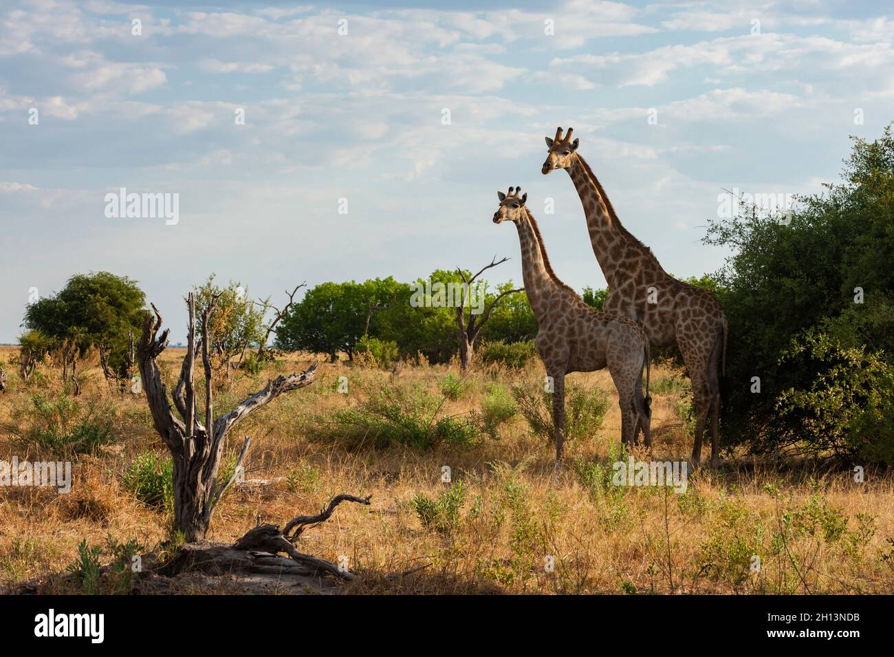 Zwei Giraffen, Giraffa camelopardalis, im Savuti-Sumpfgebiet des Chobe National Park. Botswana. Stockfoto