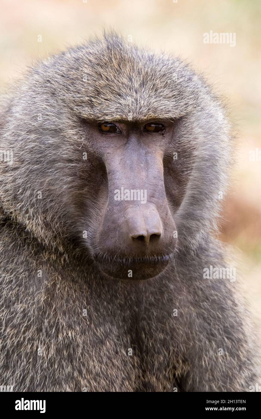 Porträt eines Olivenpavions, Papio anubis, Kalama Conservancy, Samburu, Kenia. Kenia. Stockfoto