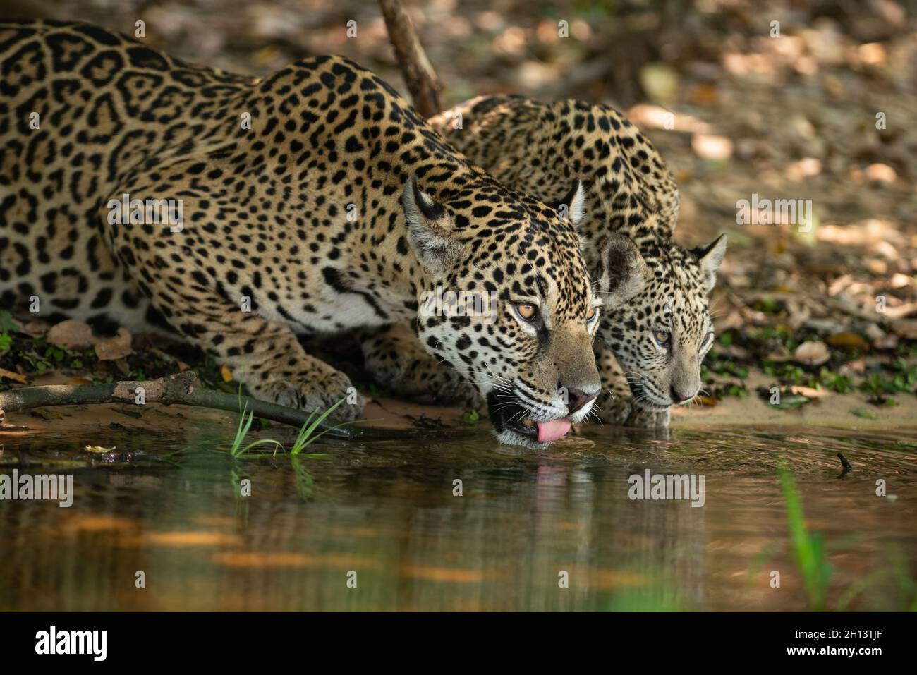 Ein Jaguar mit einem jungen Trinkwasser in Nord-Pantanal, Brasilien Stockfoto