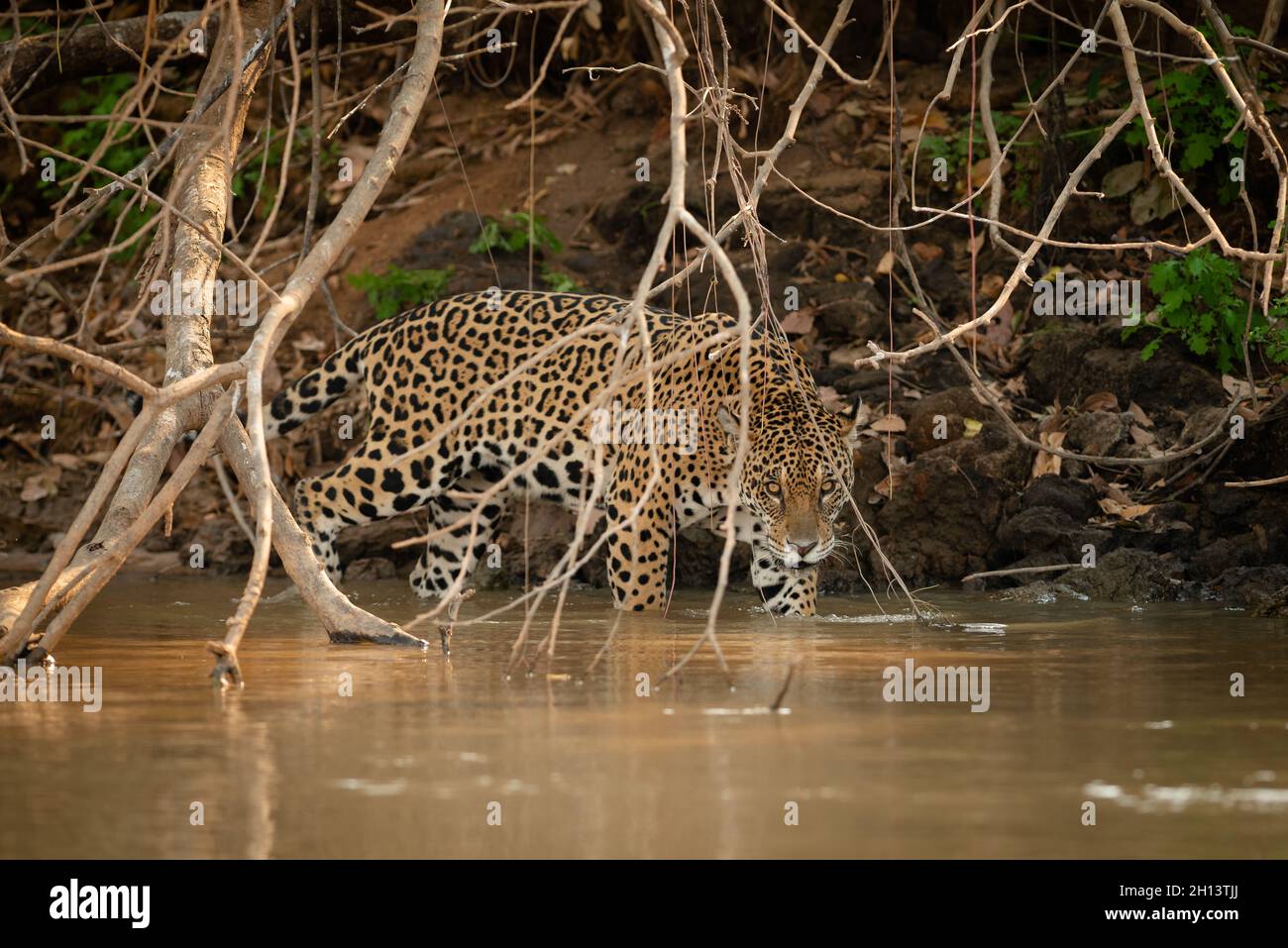 Ein Jaguar aus Nord Pantanal, Brasilien Stockfoto