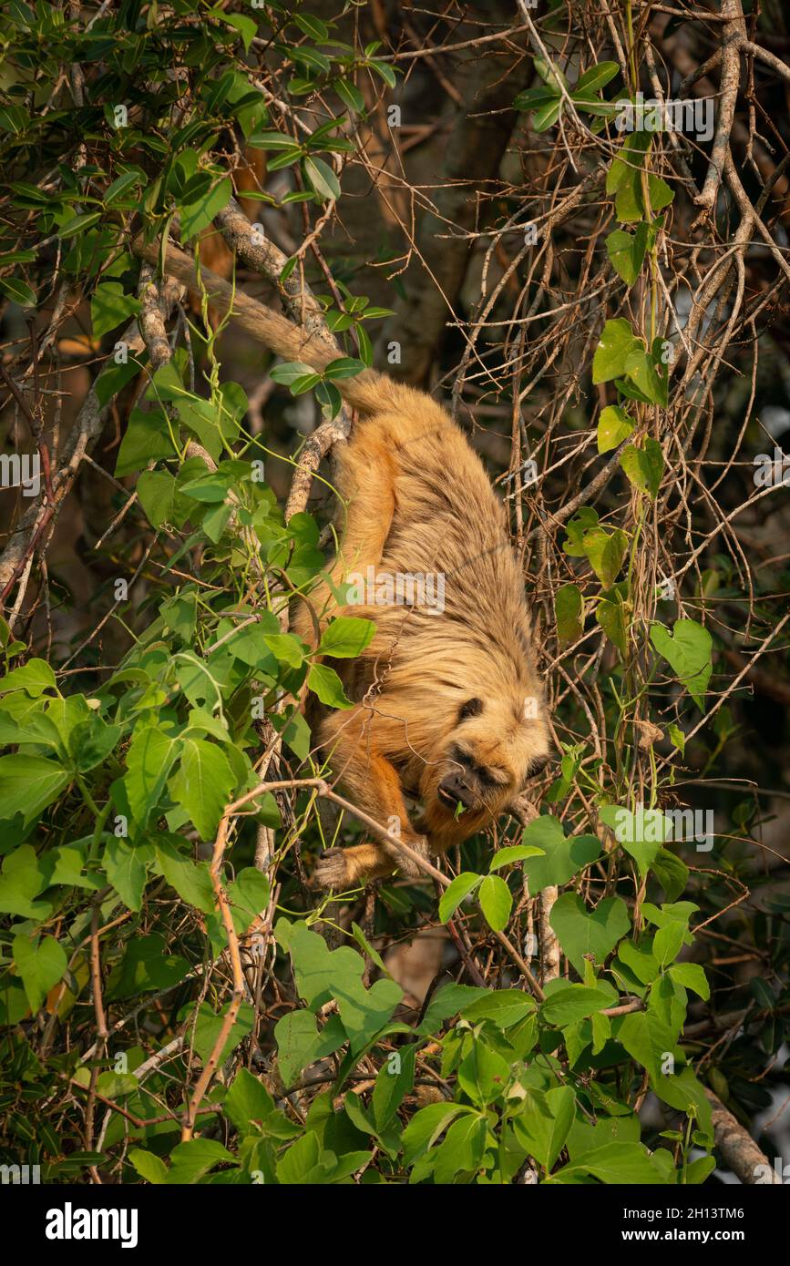 Ein Howler-Affe (Alouatta caraya), der Blätter in Nord-Pantanal, Brasilien, isst Stockfoto