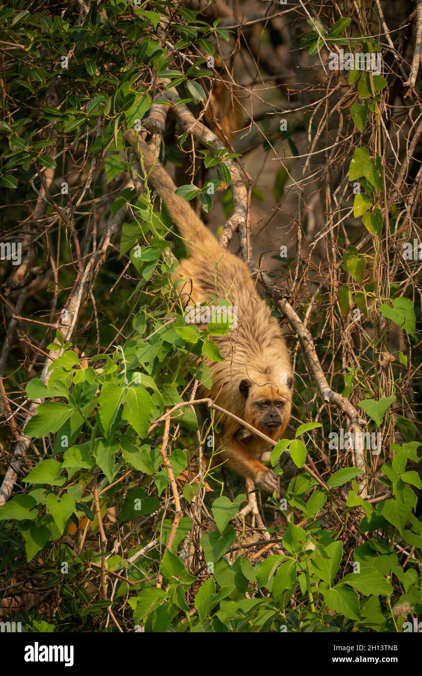 Ein Howler-Affe (Alouatta caraya), der Blätter in Nord-Pantanal, Brasilien, isst Stockfoto