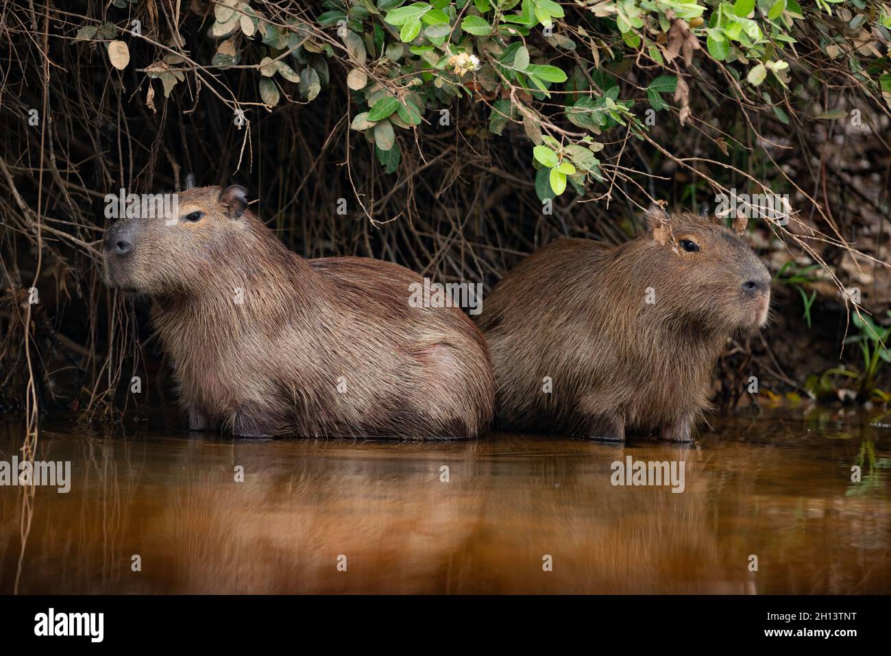 Ein Paar Capybaras am Flussufer Stockfoto