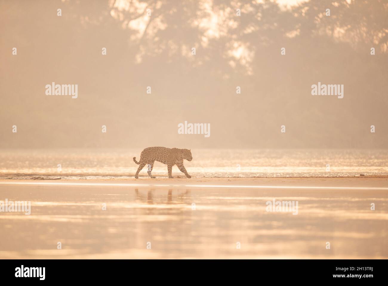 Ein Jaguar, der während des Sonnenaufgangs im North Pantanal entlang einer Sandbank läuft Stockfoto